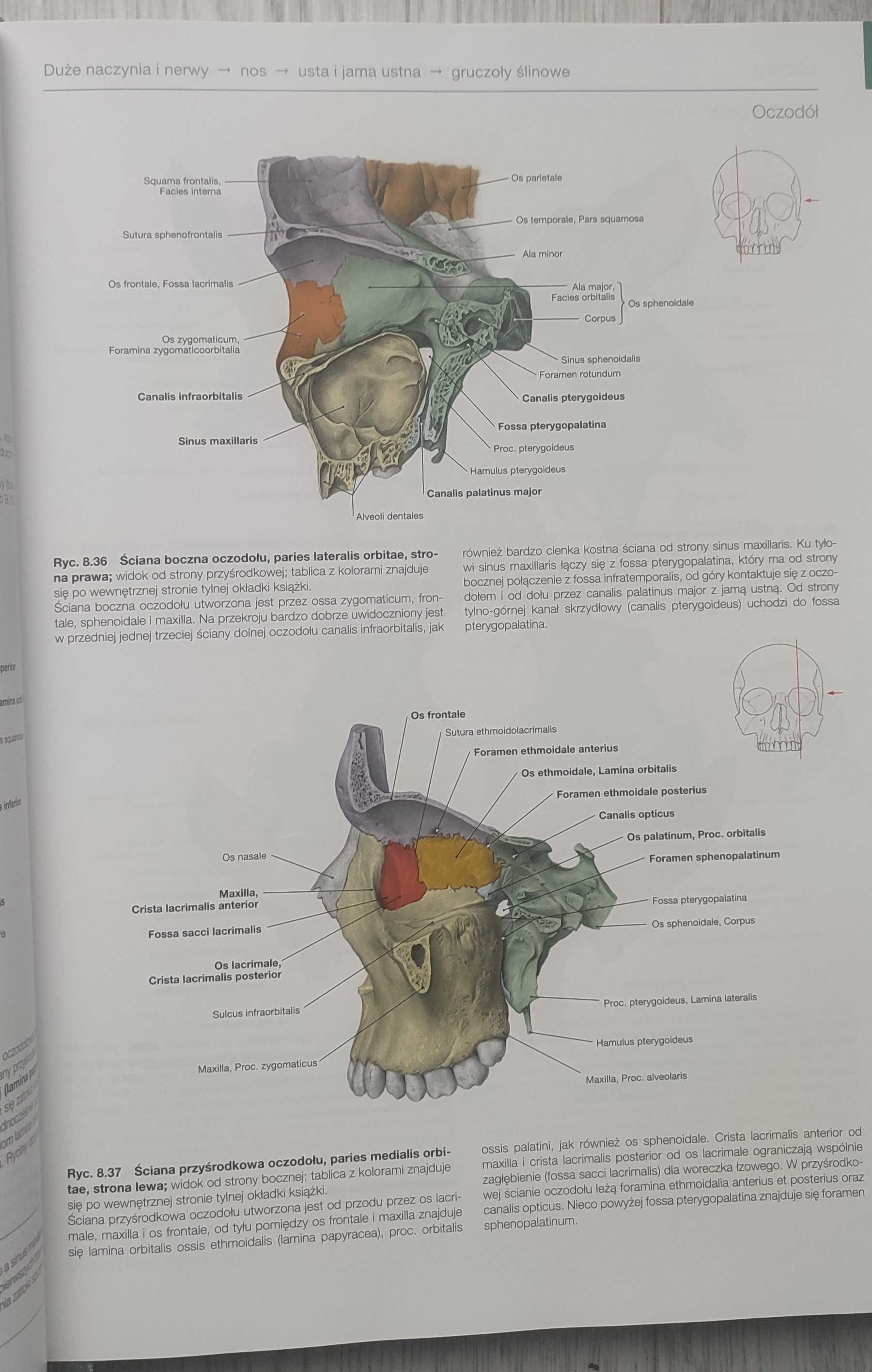 Sobotta Atlas anatomii człowieka Tom 3
