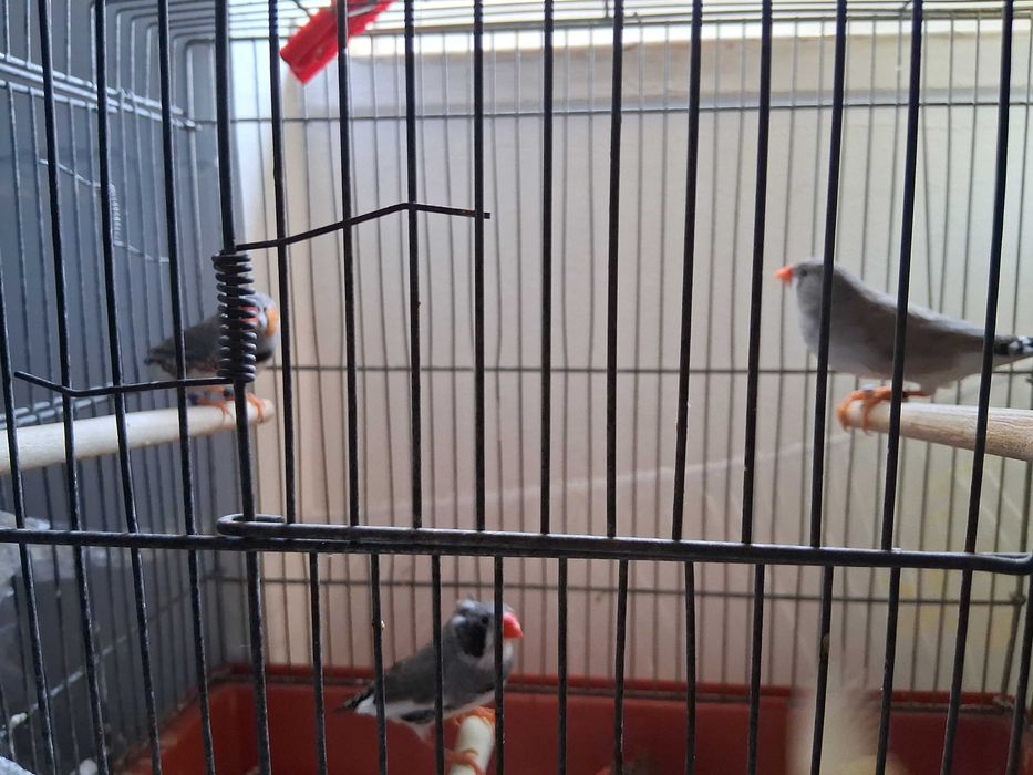 Diamantes gould 2025 , Bengalins  e Mandarins