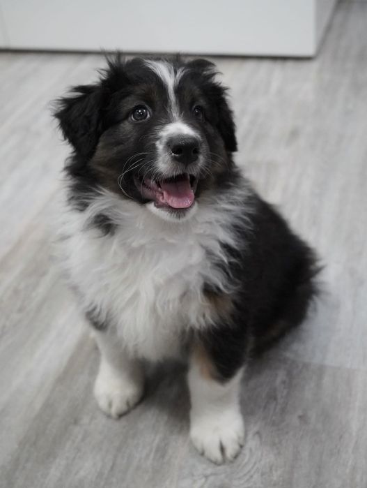 Owczarek australijski typ amerykański aussie szczeniak szczenięta FCI