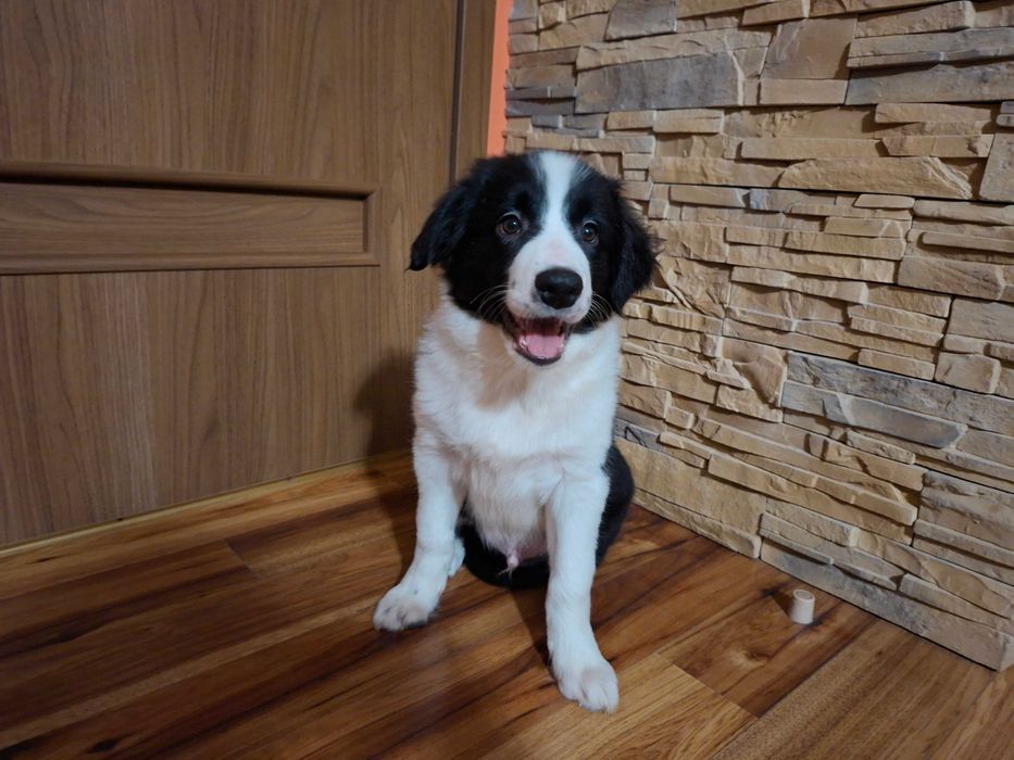 Border Collie piękny szczeniak piesek czarno - biały:-) cud natury