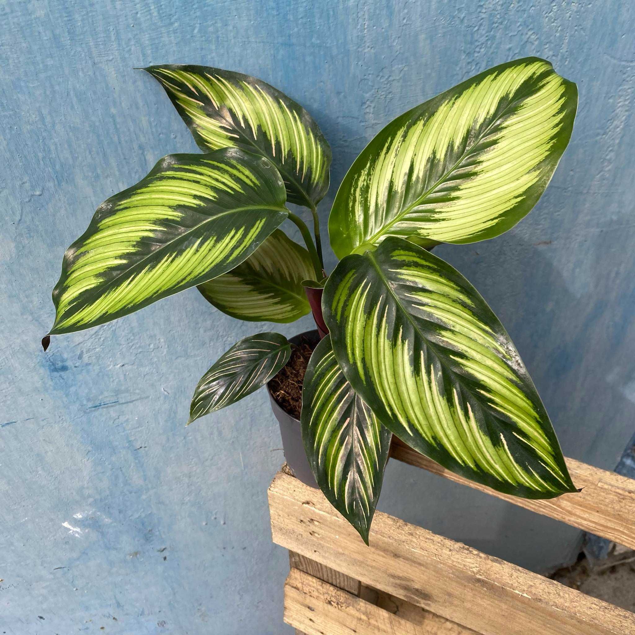 Calathea Beautystar