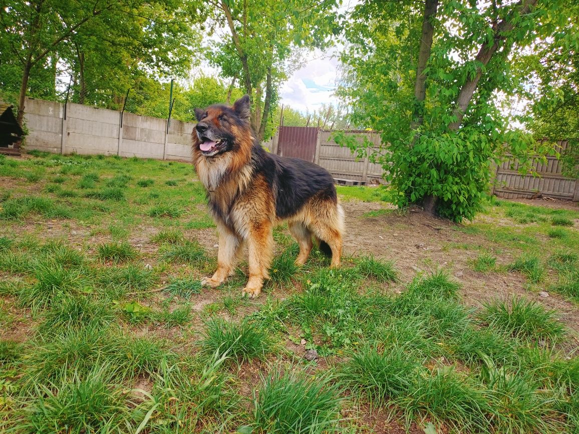 Dragon- piękny owczarek niemiecki do adopcji