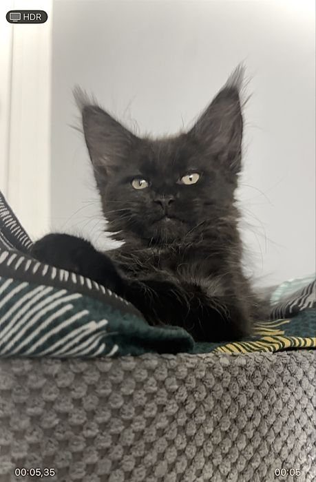 Мейн кун чорний дим киця із проф розплідника