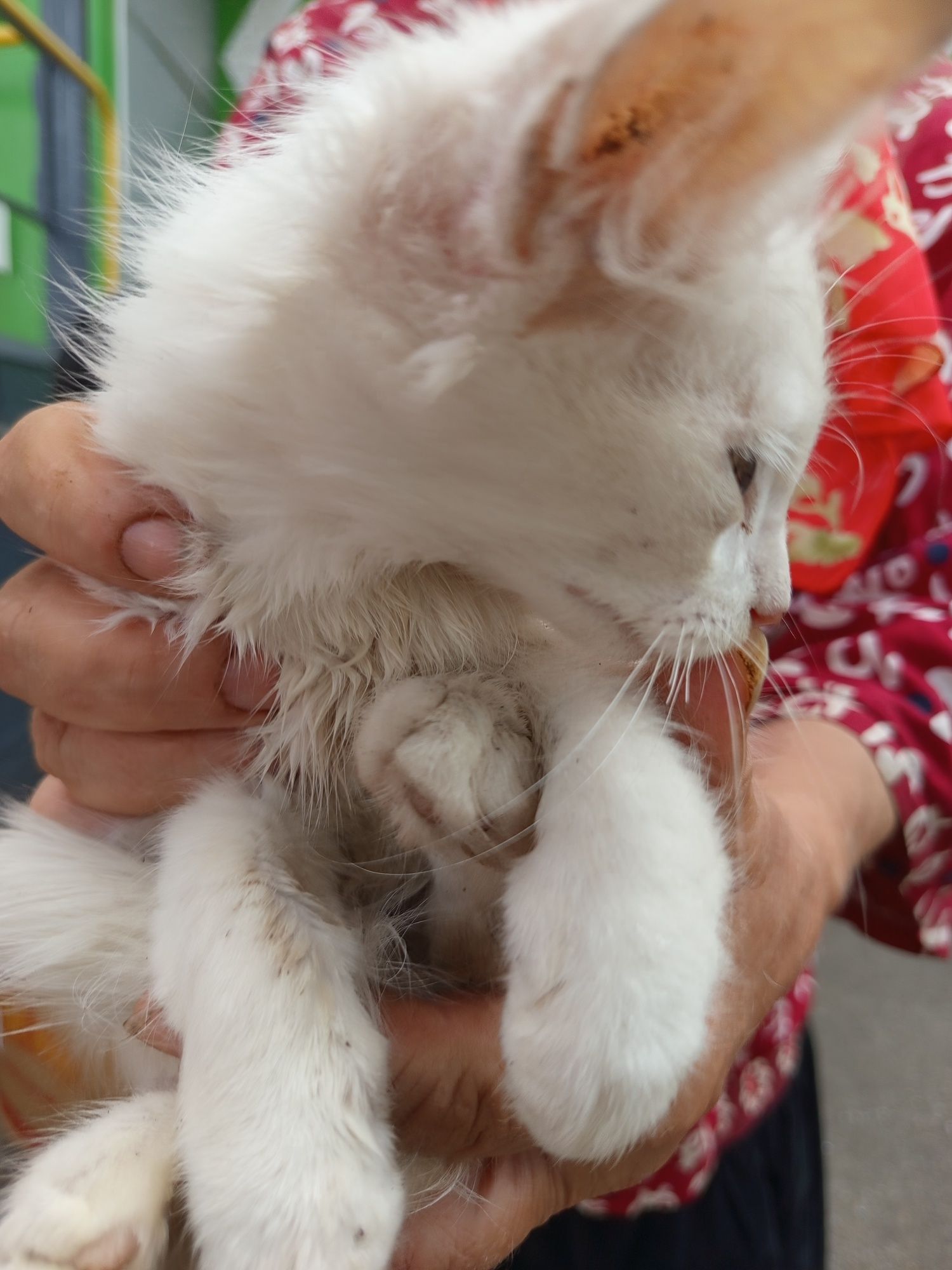 Котята продам недорого
