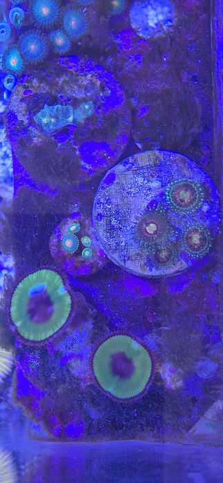 Zoanthus rainbow incinerator