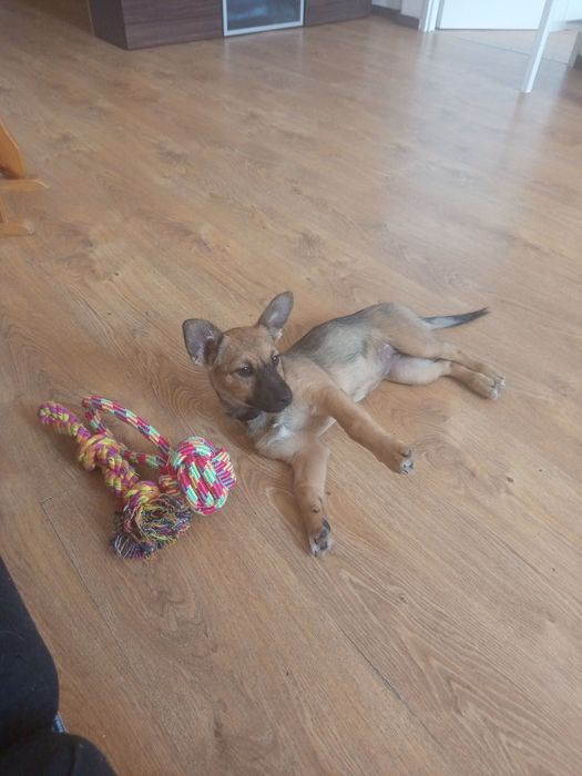 Odam szczeniak w dobre ręce suczkę