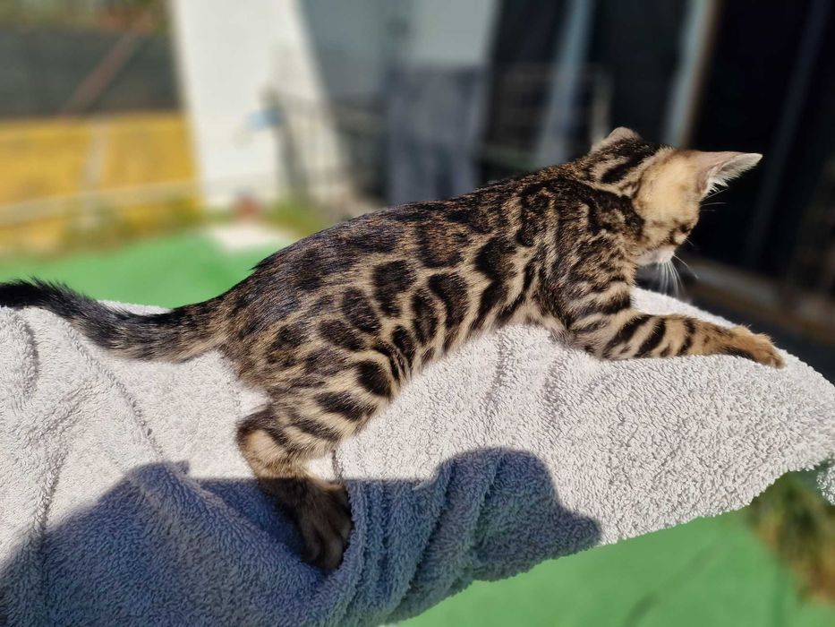 Gatinho de bengala (macho)
