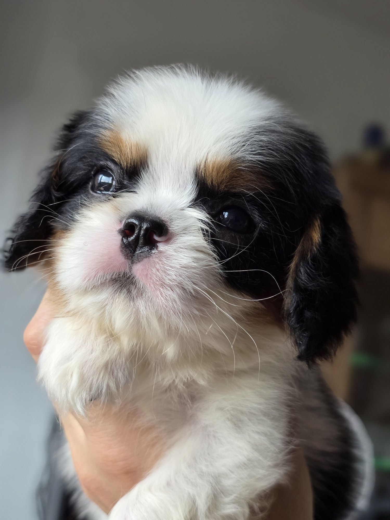 Cavalier King Charles Spaniel