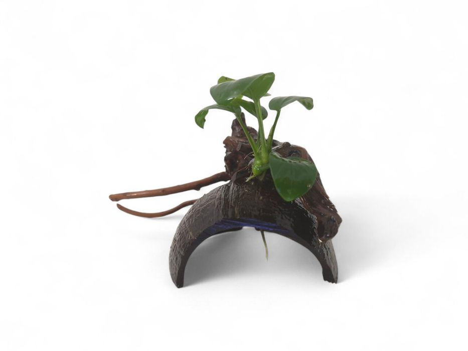 Elementos Naturais para Aquário – Casca de Coco com Tronco e Anúbia