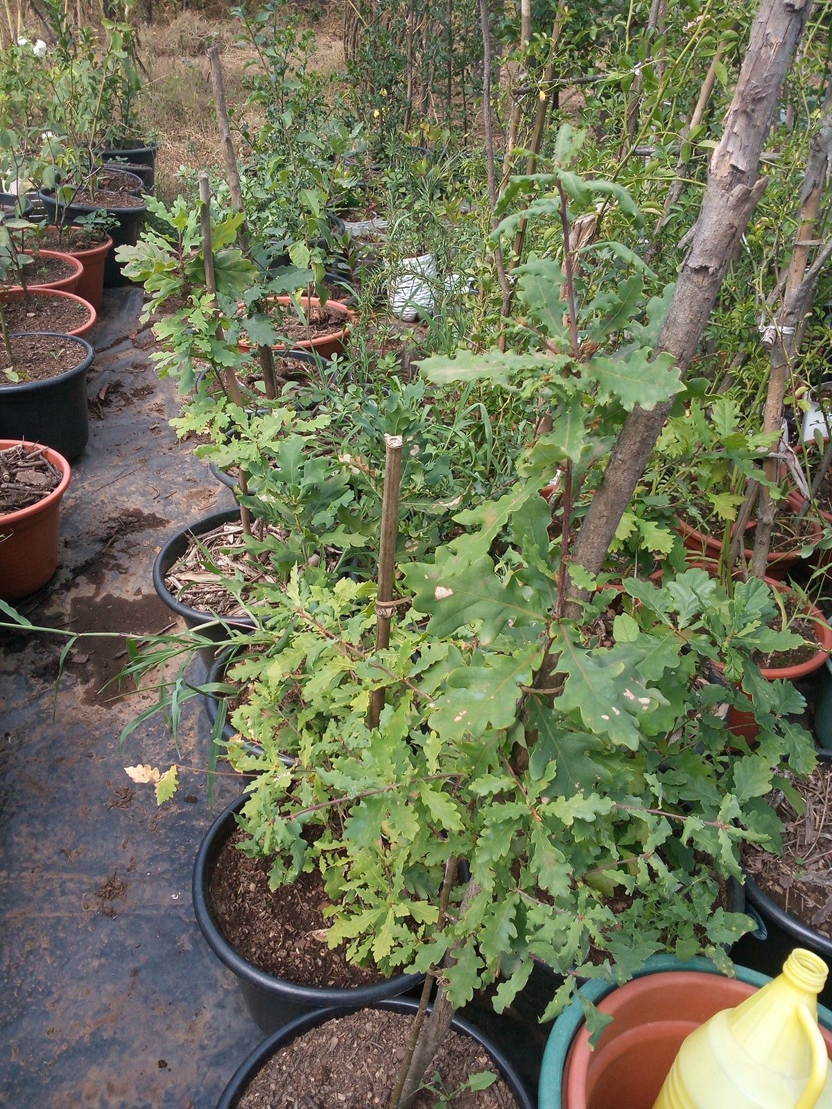 Carvalho roble, alvarinho ou vermelho = Quercus Robur