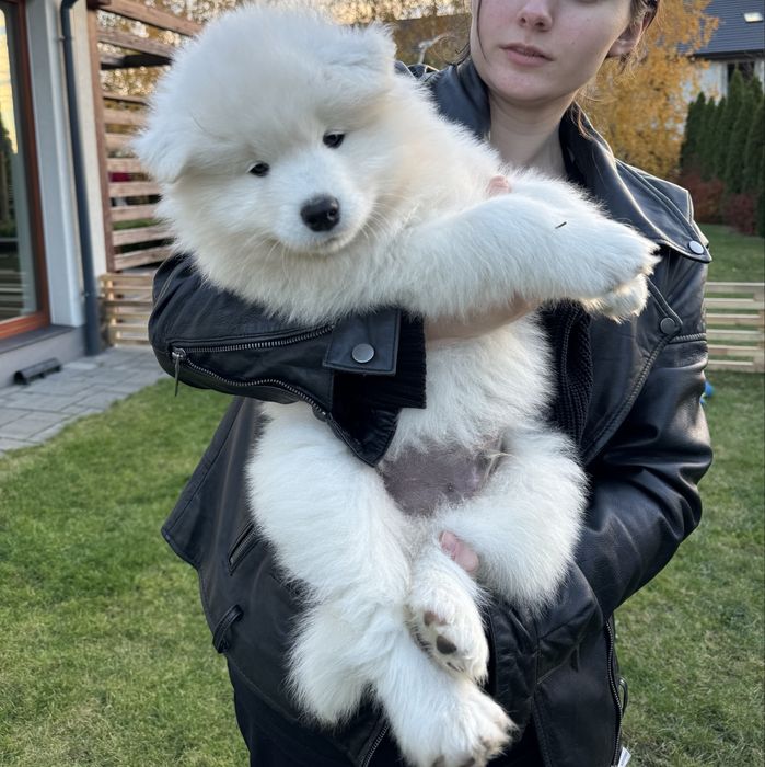 Argo pies - szczeniak Samoyed