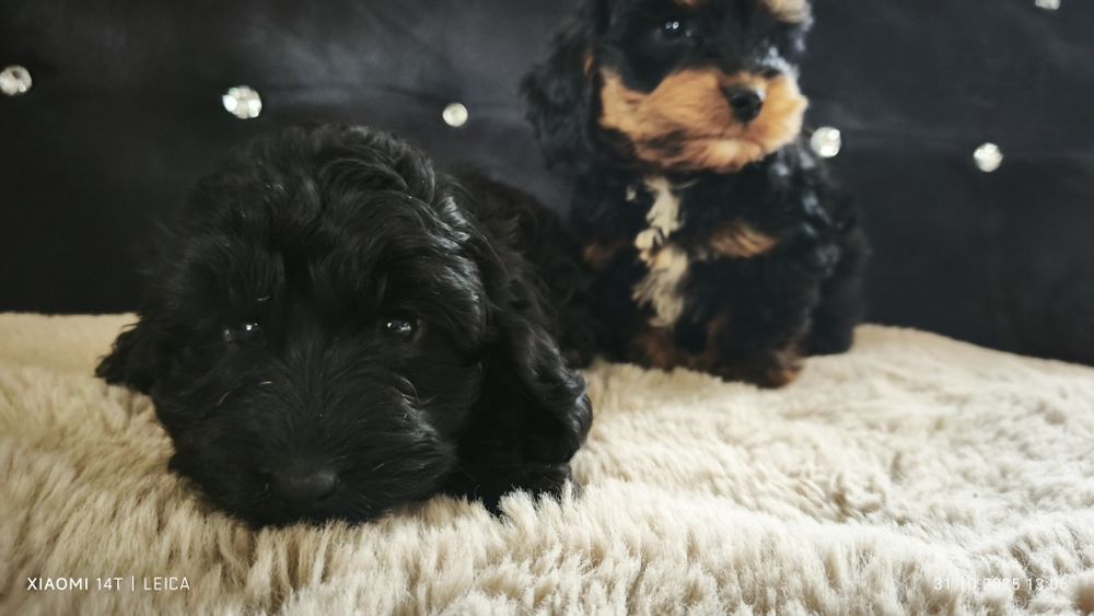 Cokapoo, cocapoo, cavapoo Gofer