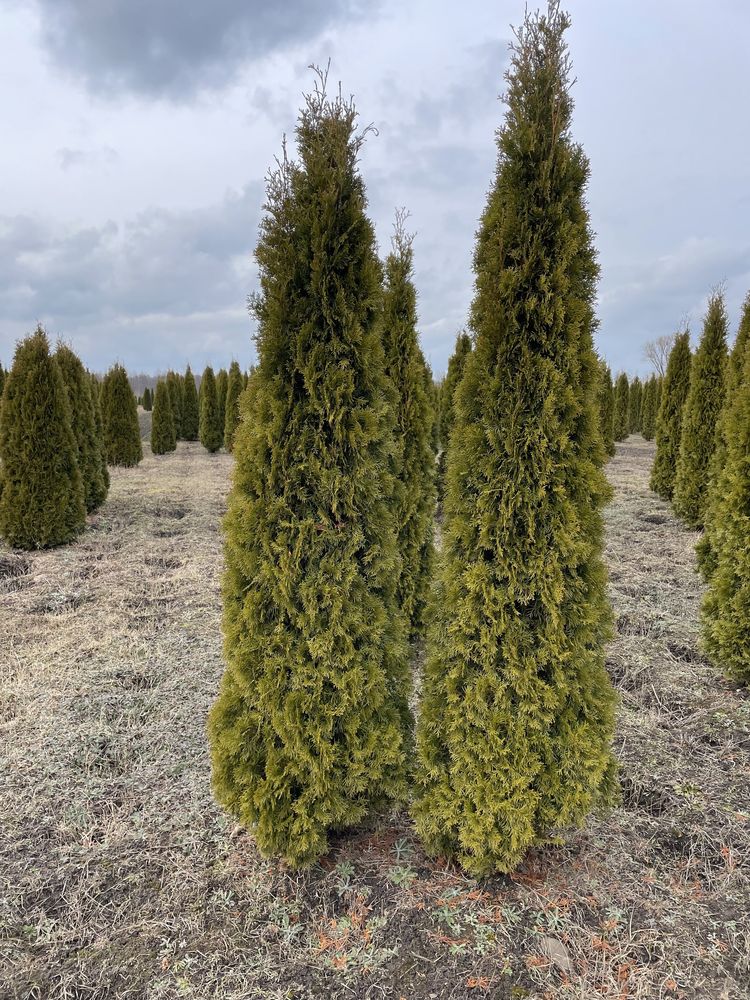 Tuja szmaragd smaragd duża 250cm