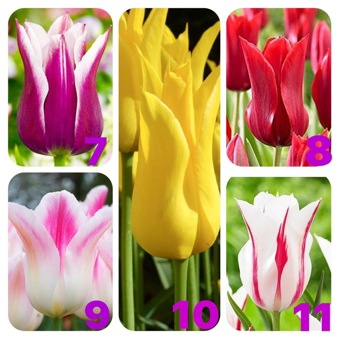 Гарні квіти тюльпанів