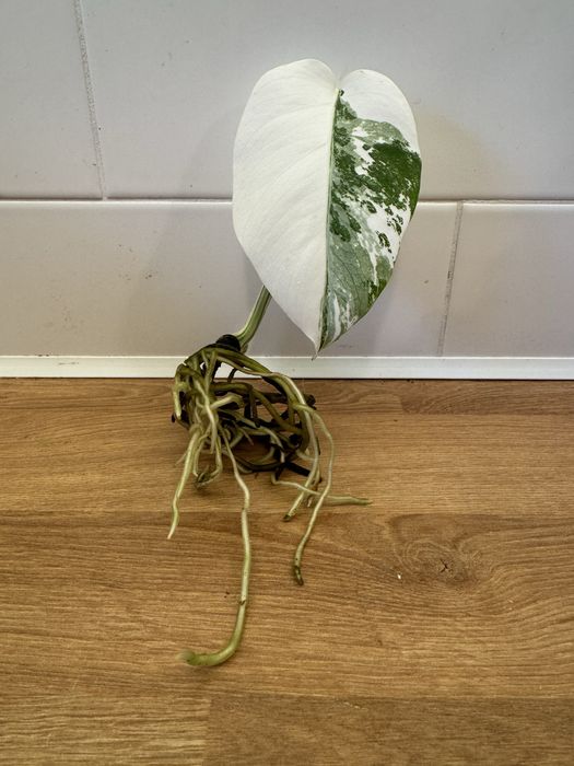 Monstera Variegata szczepka kwiat kwiatek 11cm liść ładna
