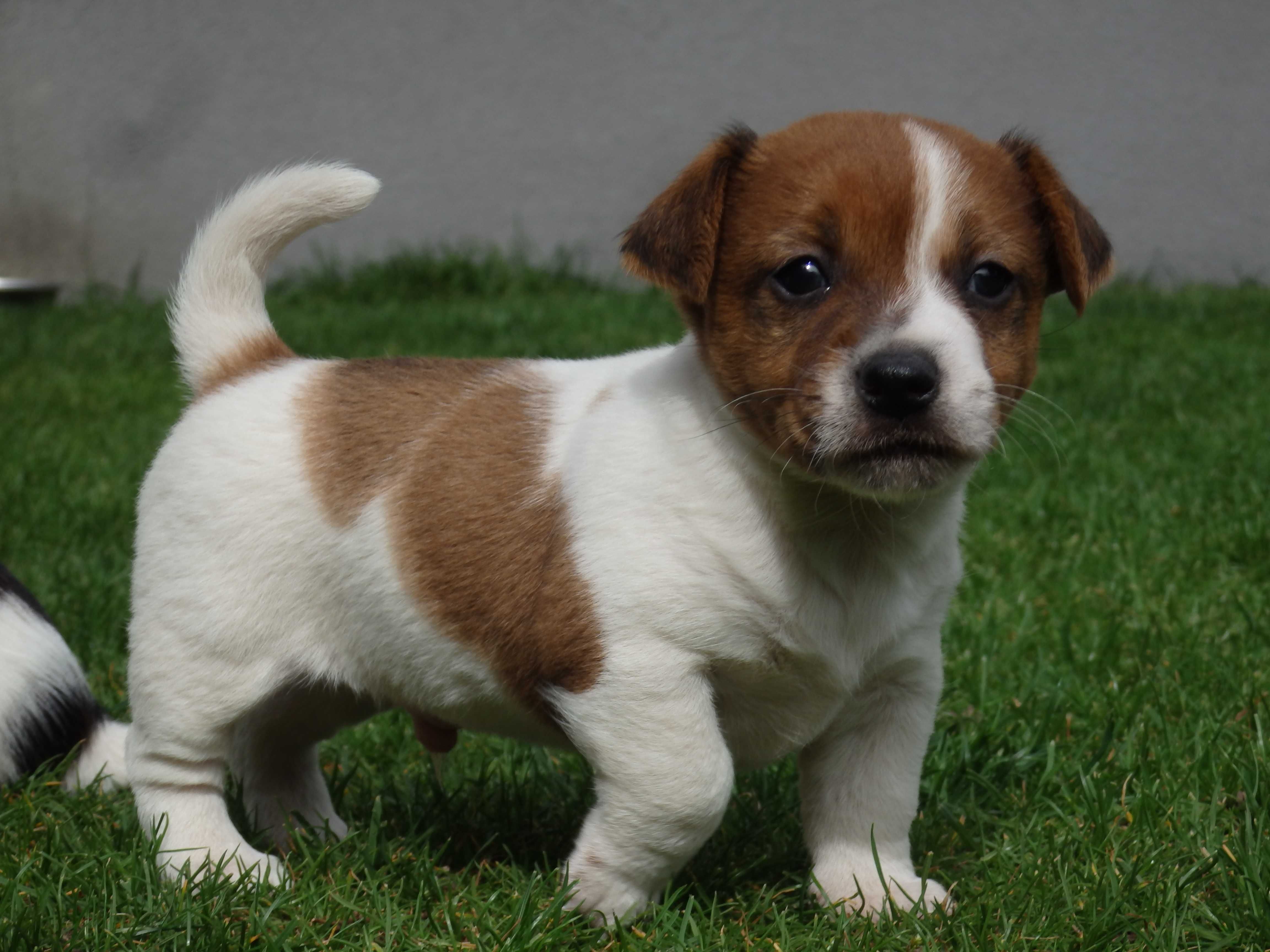 Jack Russell Terrier  piesek od #SMARTIE JACKS# parents FCI/ ZKwP