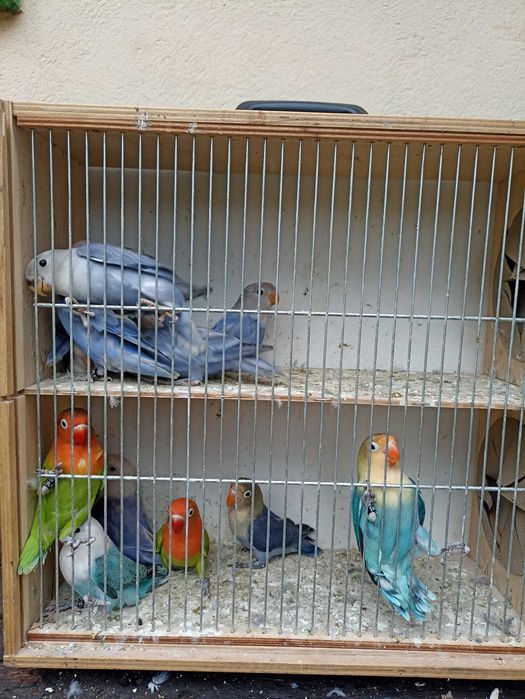 Nierozłączki czerwonoczelne 2025