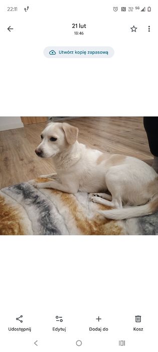 PILNIE ODDAM psa mix labradora