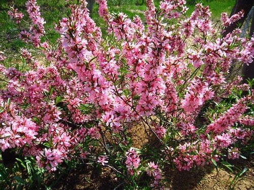 Дикий миндаль - весенний розовый куст