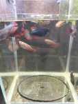 Bettas fêmeas variadas  3- 10€