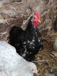 Pekins black mottled