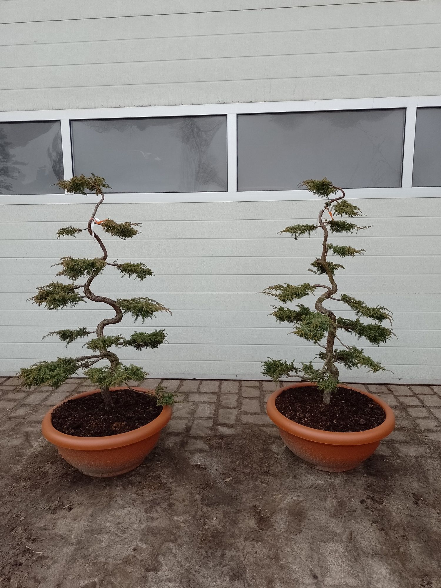 Jałowiec green carpet bonsai