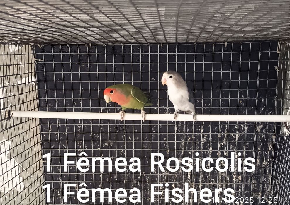 Agapórnis  Sexados 2025