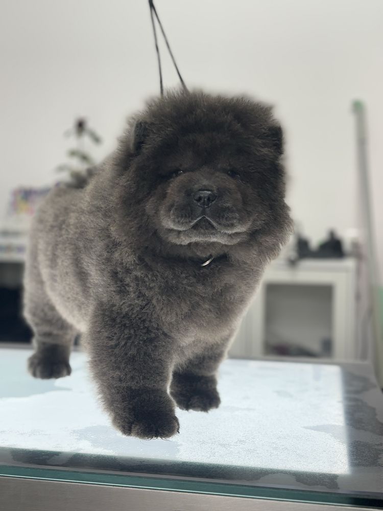 Chow chow sunia wybitna uroda !!