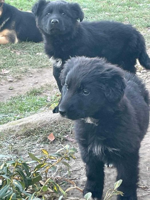 Szczeniaki do oddania za darmo