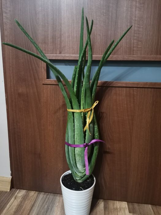 Aloes duży 59 cm