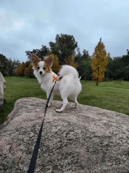 Papillon piesek import