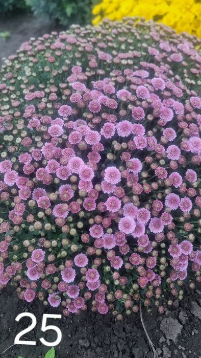 Розпродаж!!! Хризантема мультифлора, маточники