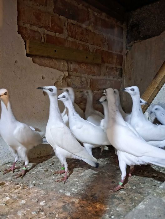 Sprzedam gołębie jasne i żałobniki