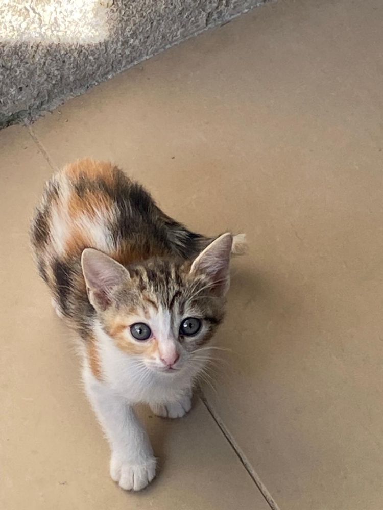 Gatinhos para adoçao