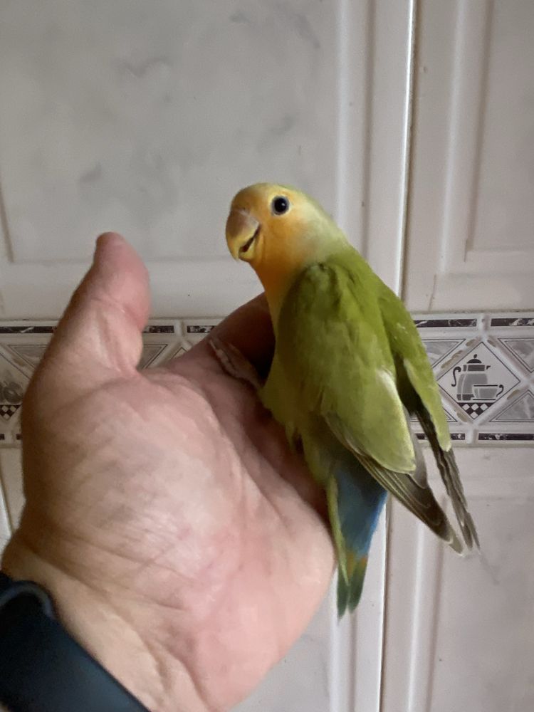 Agapornis domesticado excecional