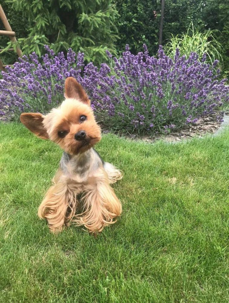 Yorkshire Terrier