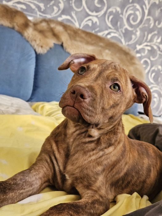 Щенки американского питбультерьера.