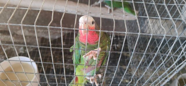 papagaio cubano amazona leucocephala fêmea 2020