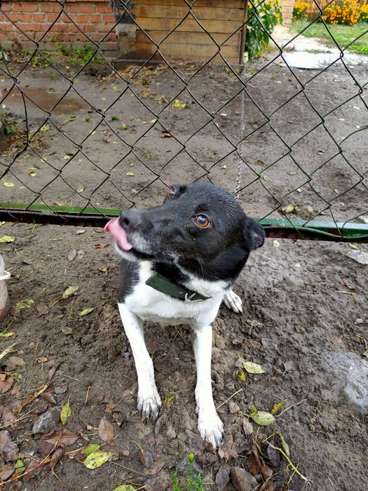 Собачка кличка Рада