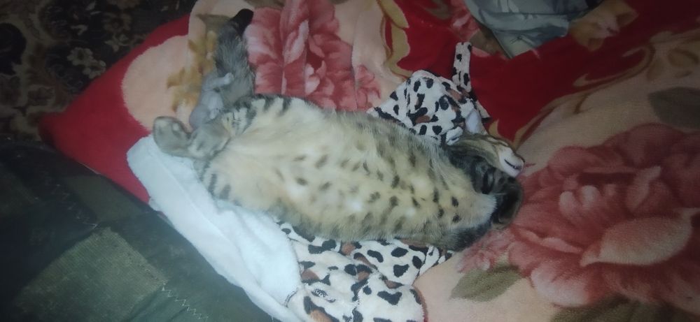 Срочное Віддам кота приблизно 1 рік