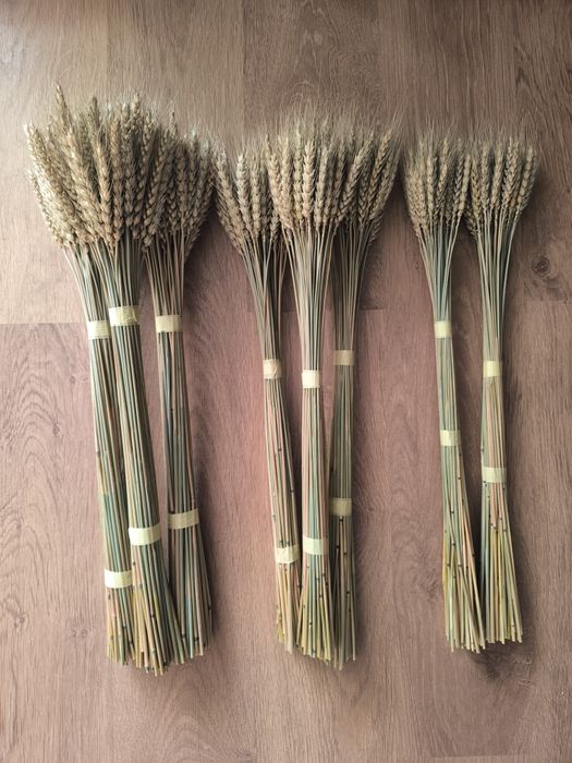 Колоски пшениці жита льон сухоцвіти для декору дідуха