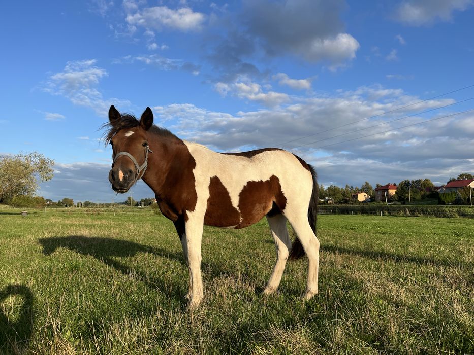 Klacz huculska, walach, hucuły, konie huculskie