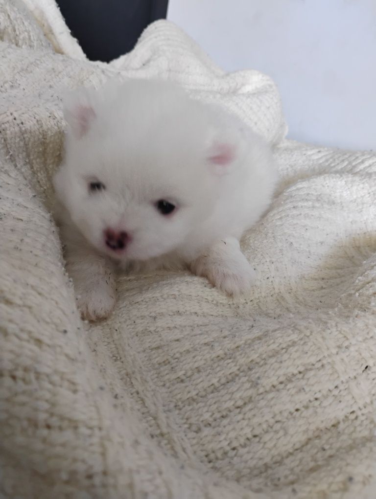 Suczka rasy szpic miniaturowy pomeranian, piesek miś