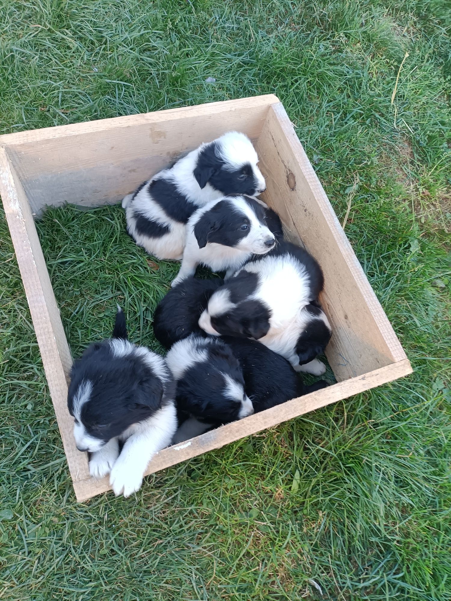 Pieski border collie