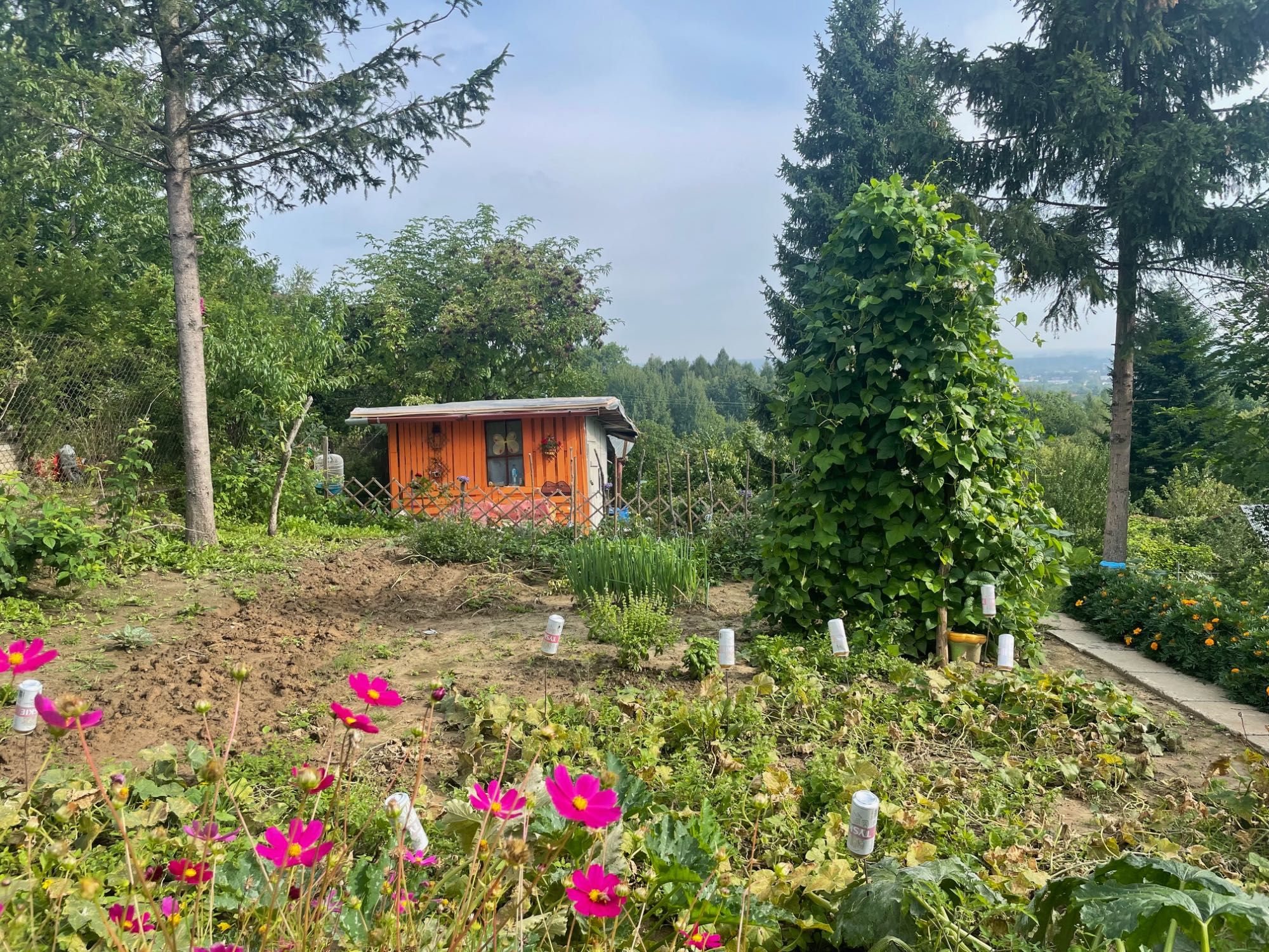 Działka rekreacyjna ROD Trinitatis Bochnia, 306 m2