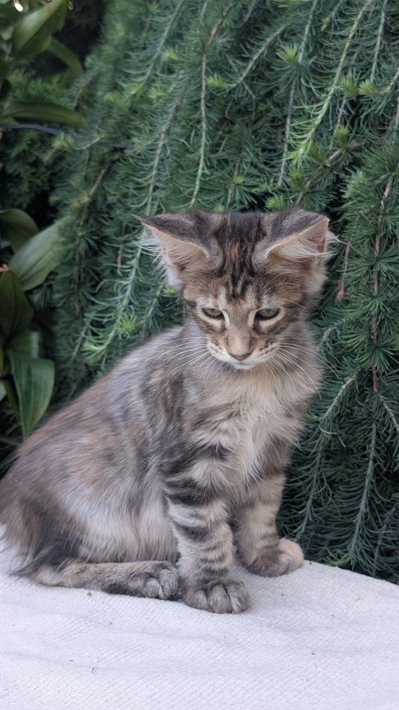 Szylkretka ZOE kotka Maine Coon. Zapraszamy