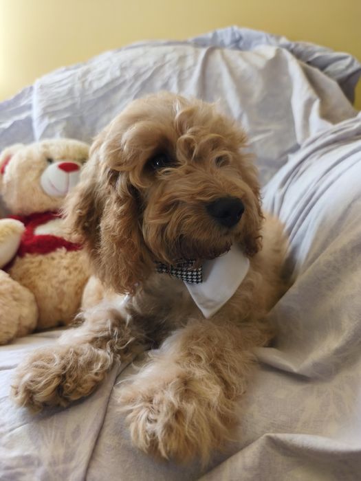 Cockapoo ostatnia suczka z lokami