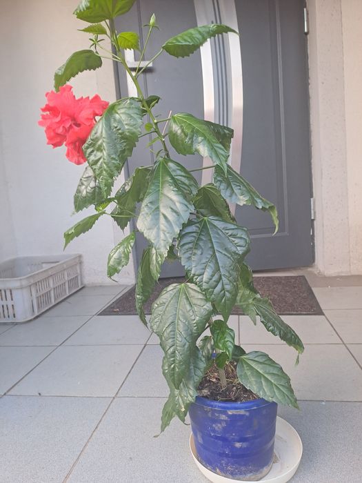 młoda róża chińska