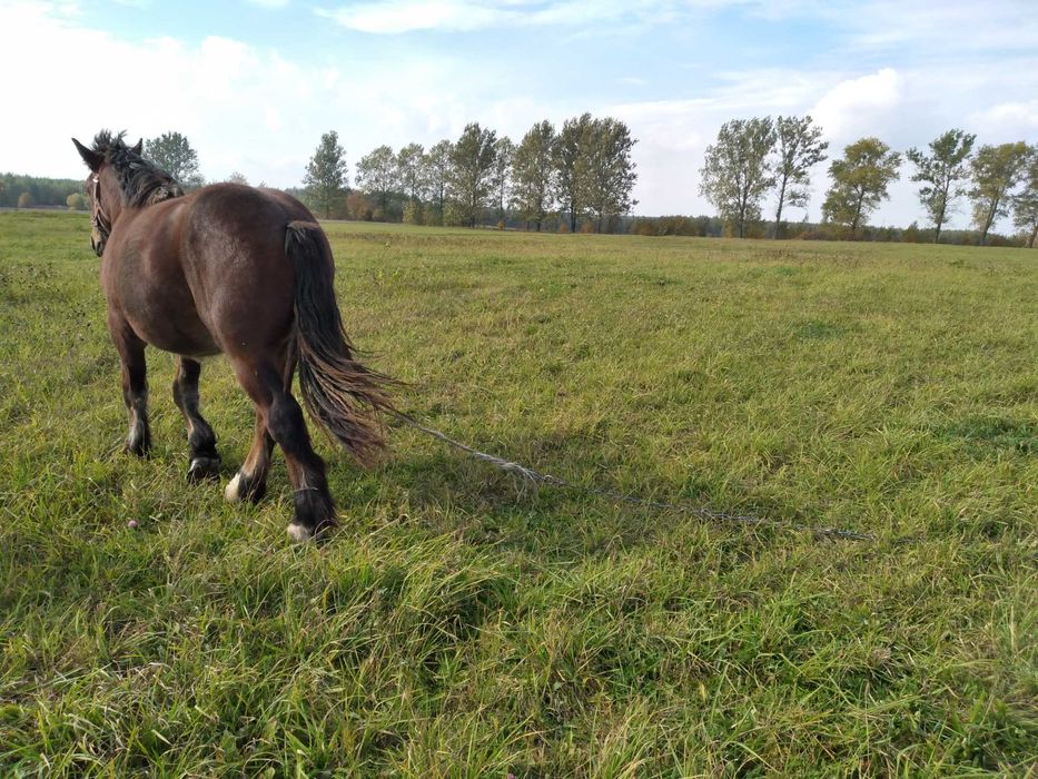 Sprzedam klacz Zimnokrwistą