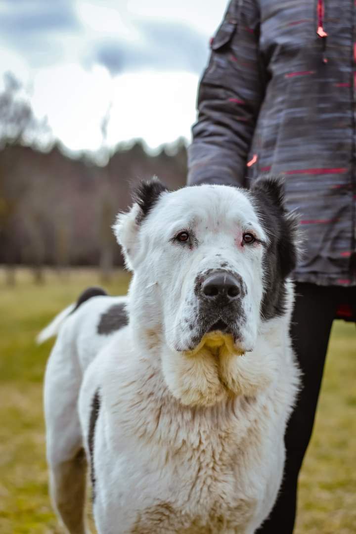 Cudowny Pies w typie owczarka środkowoazjatyckiego do adopcji!